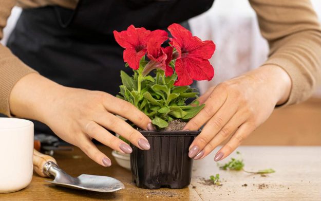 BPO-Financeiro-para-floriculturas BPO Financeiro para floriculturas